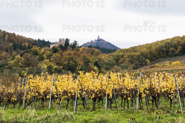 ChÃ¢teau Kintzheim and ChÃ¢teau du Haut-KÅ“nigsbourg Vineyards and Castle, Kintzheim, Bas-Rhin
