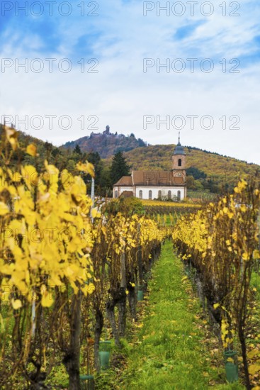 Chapel in the vineyards and castle ChÃ¢teau du Haut-KÅ“nigsbourg, Kintzheim, Bas-Rhin department,