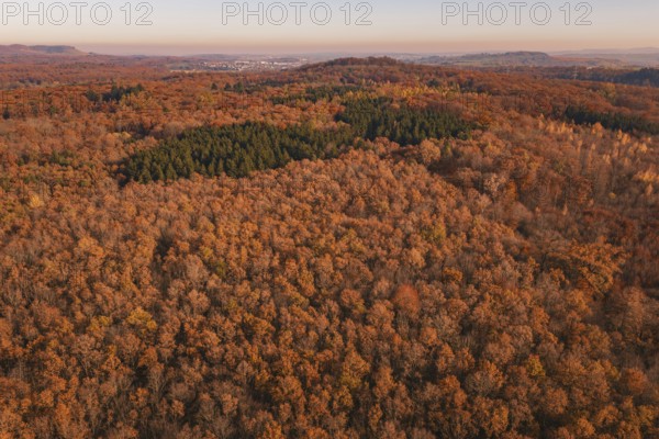 Dense autumn forest in warm colors with isolated conifers in the distance, MÃ¼hlacker, Enzkreis,