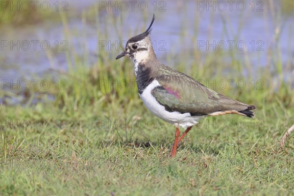 Lapwing (Vanellus vanellus), gorgeous dress, looking for food in a swampy meadow, wildlife,