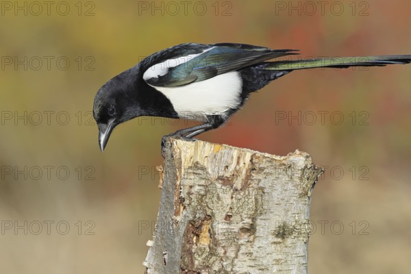 European magpie (Pica pica) sitting on a stump of a grey birch (Betula populifolia), with autumn