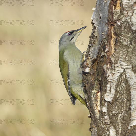 Grey woodpecker (Picus canus), male sitting on the trunk of a grey birch tree (Betula populifolia),