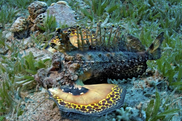 Devil fish (Inimicus filamentosus) dangerous marine animal crawling across seagrass meadow shows