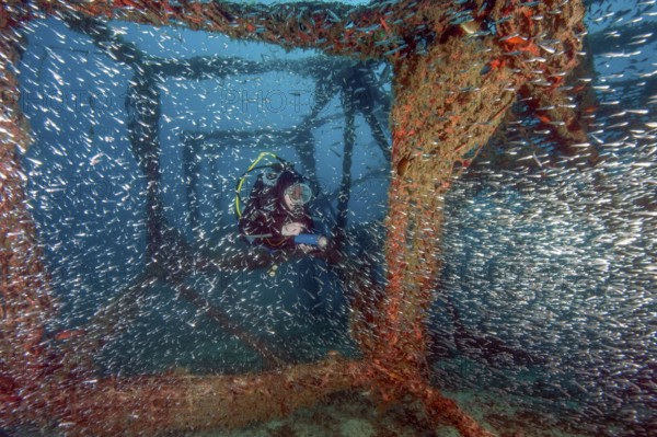 Diver looks at illuminated large swarm of glass fish (Parapriacanthus ransonneti) hatchet fish