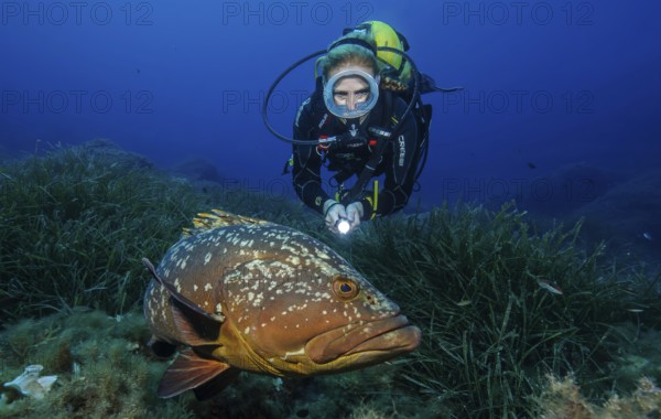 Underwater photo of female diver swimming over Neptune grass (Posidonia oceanica) Seagrass meadow