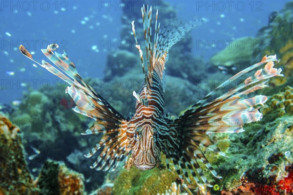 Close-up of Pacific lionfish (Pterois volitans) with venomous sting Poison spines swimming directly