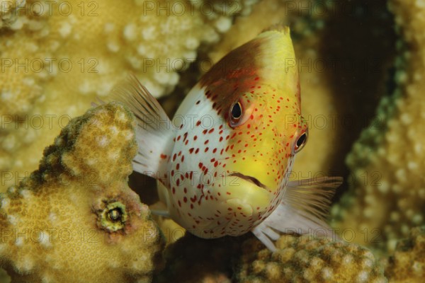 Forsters coral guardian (Paracirrhites forsteri) Striped coral guard semiadult, Forsters hawkfish,