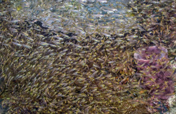 Large dense swarm with many specimens of golden glass fish (Parapriacanthus ransonneti) Golden