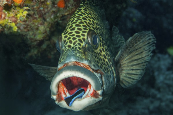 Symbiotic behavior Symbiosis of harlequin sweet lip (Plectorhinchus chaetodonoides) and cleaner