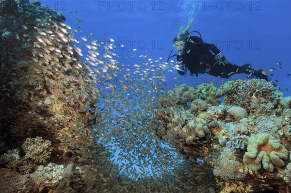 Diver looks at illuminated swarm of glassfish (Parapriacanthus guentheri) Hatchet fish swimming