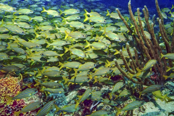 Underwater photo dense large swarm of blue-striped grunterfish (Haemulon sicurus) swimming through