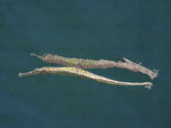 Triangular sea needle (Syngnathoides biaculeatus) is reflected on the water surface. Secret Bay