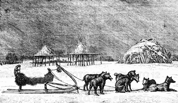 Dog sledding on the Kamchatka peninsula, sled dogs, husky with harness, cold climate, ice, snow,