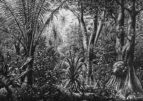 Jungle on a coral island in the Caroline Archipelago, inner tropics, tropical climate, rainforest,