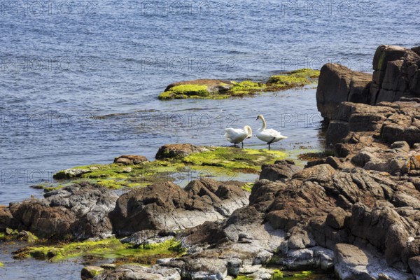 Mute swans (Cygnus olor), couple on rocky coast, ChristiansÃ¸, ChristiansÃ¶, Ertholmene, pea
