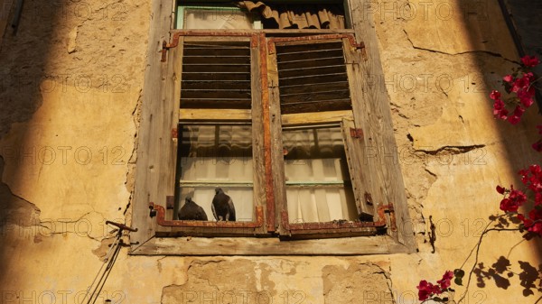 Old town of Nauplion, Two doves sitting on a sunlit window sill of an old faÃ§ade, Nauplion,