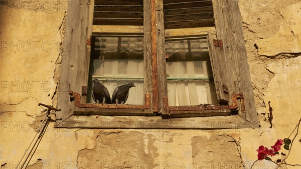 Old town of Nauplion, Two doves sitting on an old, weathered window of a yellow building, Nauplion,