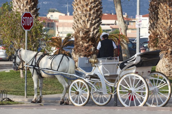 A traditional horse-drawn carriage with a white horse on a palm-lined road, Nauplion, Nafplion,