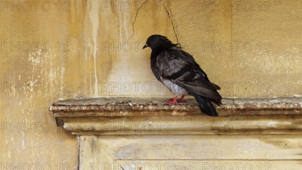 Old town of Nauplion, Lonely dove sitting on a weathered wall with a calm atmosphere, Nauplion,