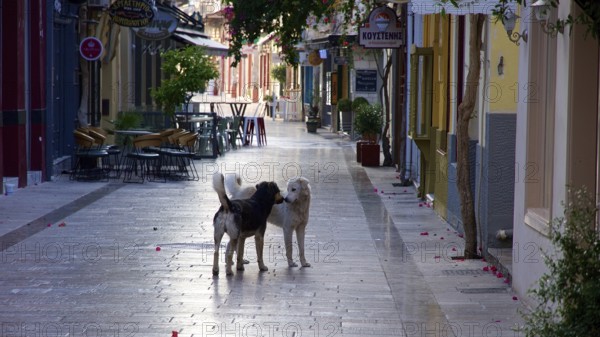 Old town of Nauplion, Two dogs interact on a quiet, paved street in an old town, Nauplion, Nafplio,