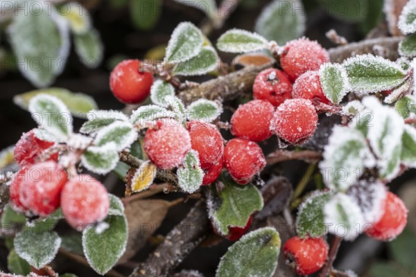 Cotoneaster (Cvotoneaster dammeri), fruits, Emsland, Lower Saxony, Germany