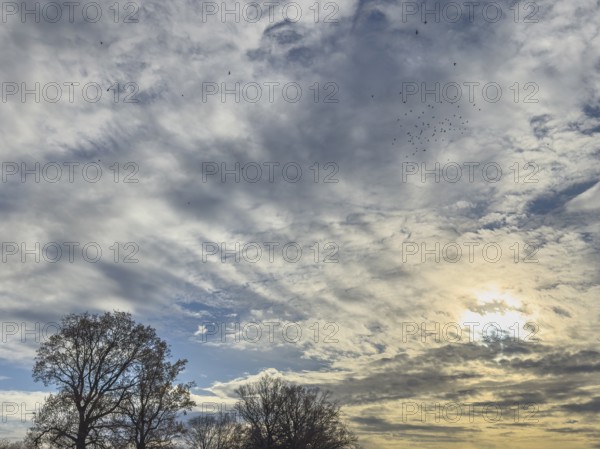 In the center of the image, cluster clouds Cumulus mediocris with moderate vertical extension and
