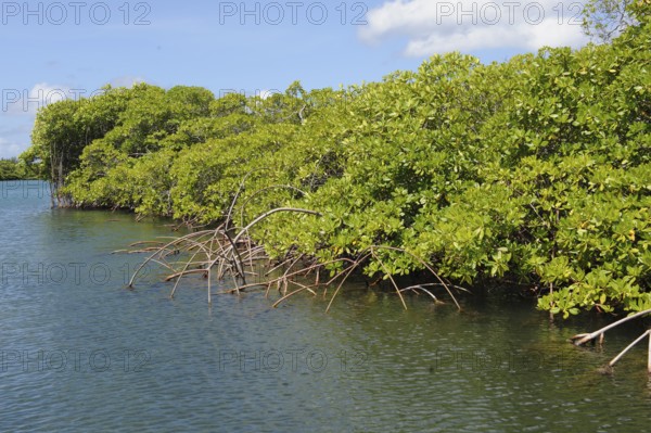 Densely growing black mangrove (Avicennia germinans) in the mangrove ecosystem mangrove roots grow