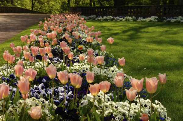 Garden tulips (Tulipa gesneriana), tulip bed, pansies in between, garden pansies (Viola