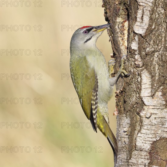 Grey woodpecker (Picus canus), male sitting on the trunk of a grey birch tree (Betula populifolia),