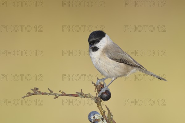 Swamp tit, (Parus palustris), sitting on a branch in a blackthorn bush, (Prunus spinosa), sloes,