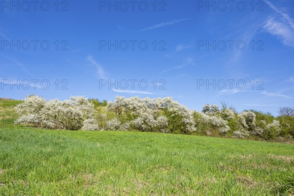 Blackthorn (Prunus spinosa) bushes flowering on a meadow in spring on a sunny day, Bavaria,