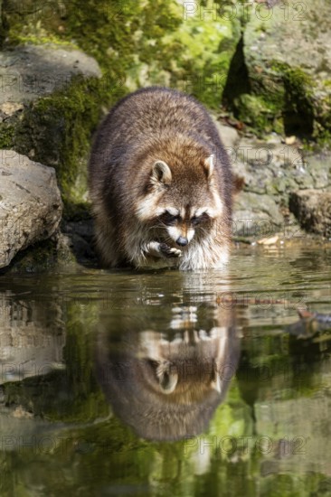 Common raccoon (Procyon lotor) on the watershore, Bavaria, Germany