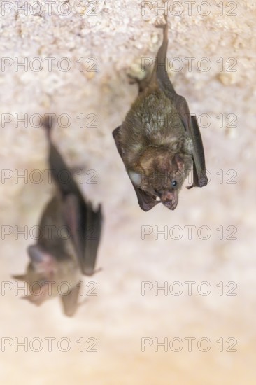 Lesser mouse-eared myotis (Myotis blythii) bats hanging on a wall, Bavaria, Germany