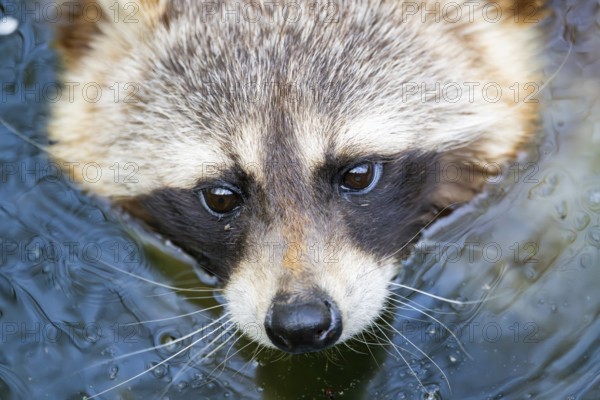 Common raccoon (Procyon lotor) in the water of a little lake, portrait, Bavaria, Germany