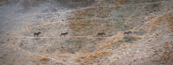 Steppe zebras (Equus quagga) running in row, savanna landscape with yellow grass, aerial view,