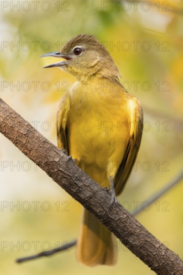 Yellow-bellied Greenbul (Chlorocichla flaviventris), Yellow-bellied Greenbul, Zambezi Region,