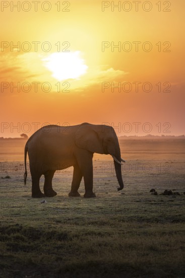 Herd, African Elephant (Loxodonta africana), Silhouette, Sunset, Ambient Light, Ihaha, Chobe
