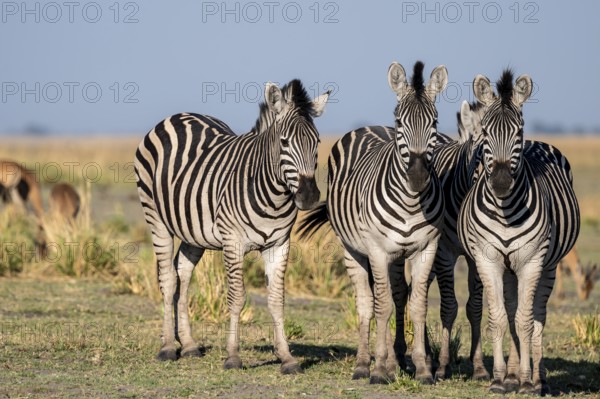 Herd of Steppe Zebras (Equus quagga), Ambient Light, Ihaha, Chobe National Park National Park,
