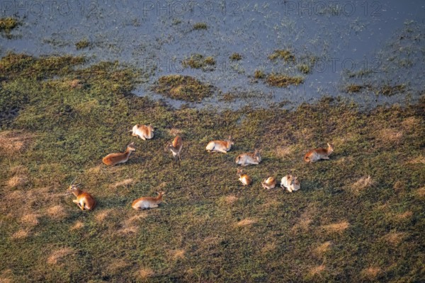 Herd of letschwe (Kobus leche), lychee bog antelope, riverbank, river landscape, aerial view,