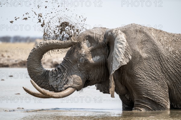 Mud bath, animal behavior, African elephant (Loxodonta africana), at waterhole, Nxai Pan National