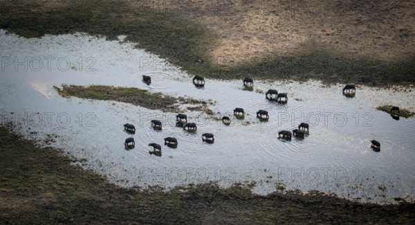 Kaffir buffalo (Syncerus caffer caffer), flock drinking in the river, aerial view, Okavango Delta,
