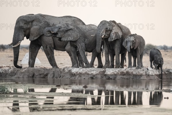 Animal family with baby elephant, African elephants (Loxodonta africana), drinking at the