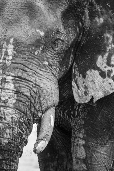 Animal Portrait, Dramatic African Elephant (Loxodonta africana), at a waterhole, Nxai Pan National