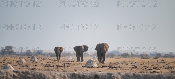 Three African elephants (Loxodonta africana) walk across steppe, coming towards us, Nxai Pan