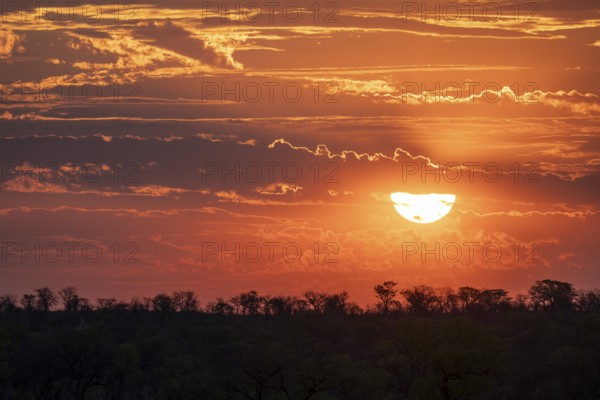 Impressive sunset over the African savanna, silhouette of the horizon with trees in front of the