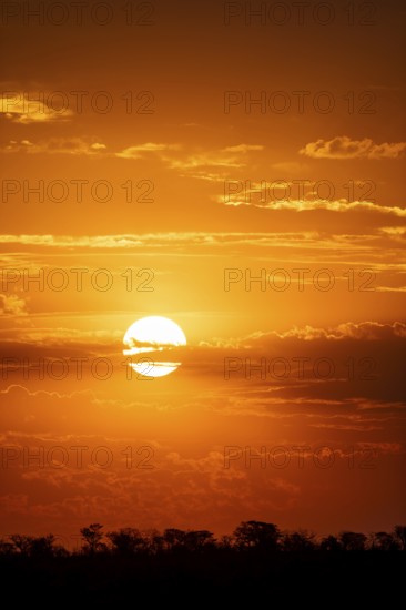 Impressive sunset over the African savanna, silhouette of the horizon with trees in front of the