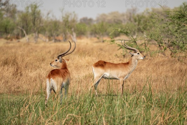 Letschwe or litchi bog antelope (Kobus leche), adult male, in tall dry grass, Okavango Delta,