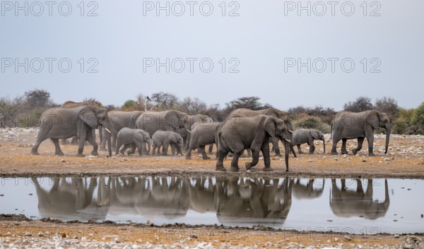 Herd of animals, animal family, African elephant (Loxodonta africana), drinking at a waterhole,