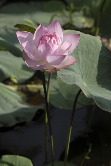Close-up view of pink lotus flower with large green leaves, Vembanad Lake, Kerala, South India,