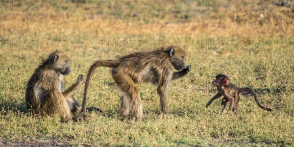 Young animal playing with mother, bear baboons (Papio ursinus), Ihaha, Chobe National Park National
